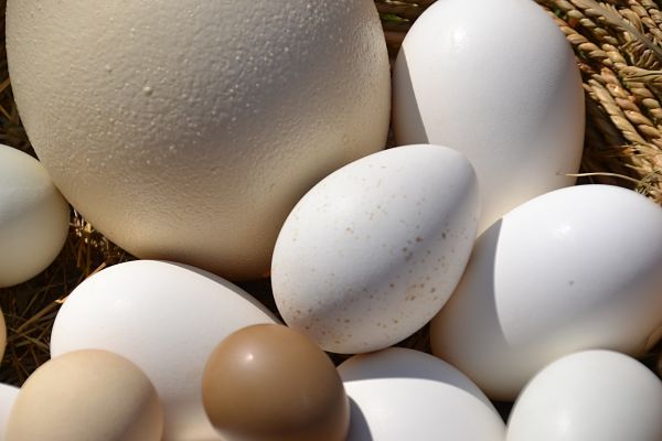 tipos de huevos