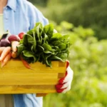 Cómo Identificar Ingredientes de Buena Calidad sin Ser un Experto