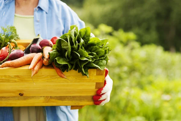 Cómo Identificar Ingredientes de Buena Calidad sin Ser un Experto
