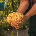 Significado de la nixtamalización